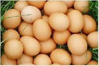 farm fresh poultry eggs