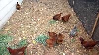 Chicken Feed