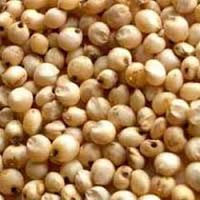 Jowar Seeds