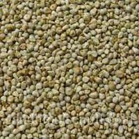 Pearl Millet Seeds