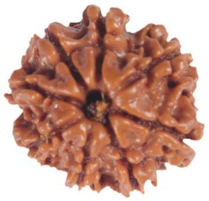 8 Mukhi Java Rudraksha Beads