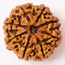 8 Mukhi Nepali Rudraksha Beads