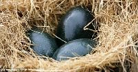 Emu Birds Eggs