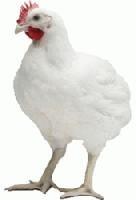 hen