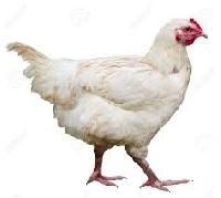 hen