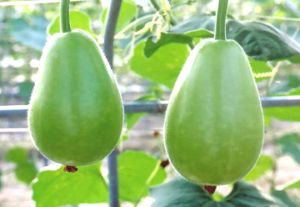 Fresh Bottle Gourd