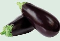 Fresh Brinjal