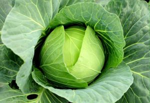 Fresh Cabbage