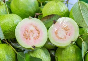 Fresh Guava