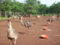emu bird farm house