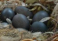 Emu Birds Eggs