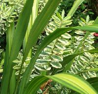 Foliage Plants