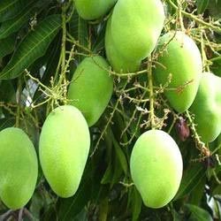 Mango Plants