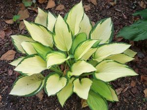 Orange Marmalad Indoor Plants