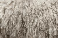 Raw wool