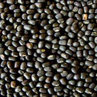 Black Bean Seeds