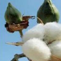 organic cotton seeds