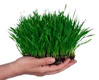 Wheatgrass