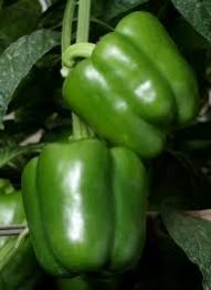 Hybrid Capsicum Seeds