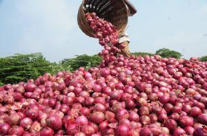 Dehydrated Onion