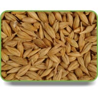 Barley Seeds