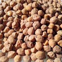 Black Chickpeas