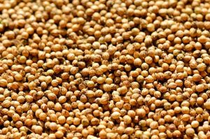 Coriander Seeds