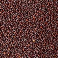 Mustard Seeds