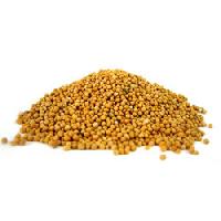 Yellow Mustard Seeds