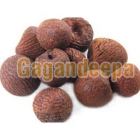 Areca Nuts