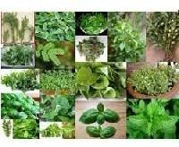 aromatic plants