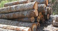 Cherry Wood Logs