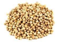 Coriander Seeds 2