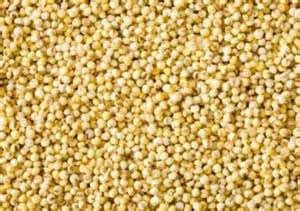 Foxtail Millet Seeds