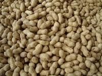 Groundnut Shell