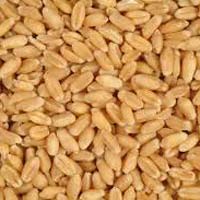 Wheat Seeds