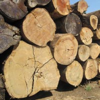 Teak Wood Logs