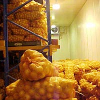 Onion cold storage