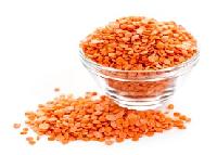 Red Lentil