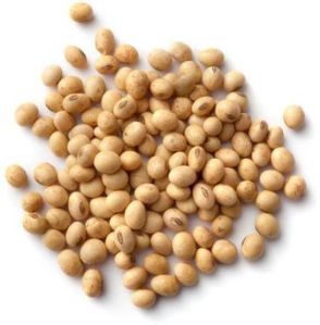 Soybean Seeds