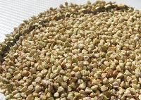 Buckwheat