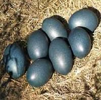 Emu Eggs