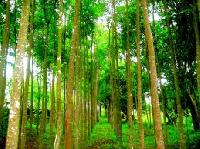 tree plantation services