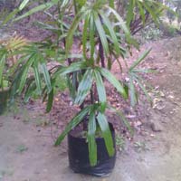Rhaphis Plant