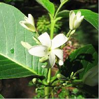 Ayurvedic plant
