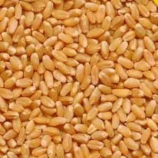 Durum Wheat