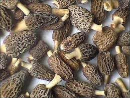 Dried Morel Mushroom