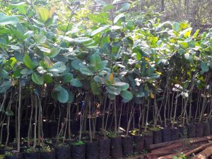 Cashew Plants