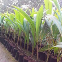 Coconut Plants