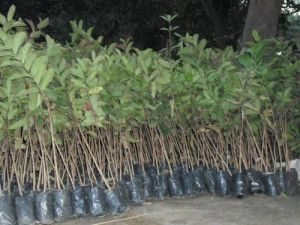 Guava Plants